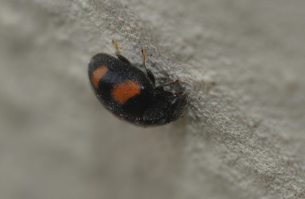 Scymnus da id