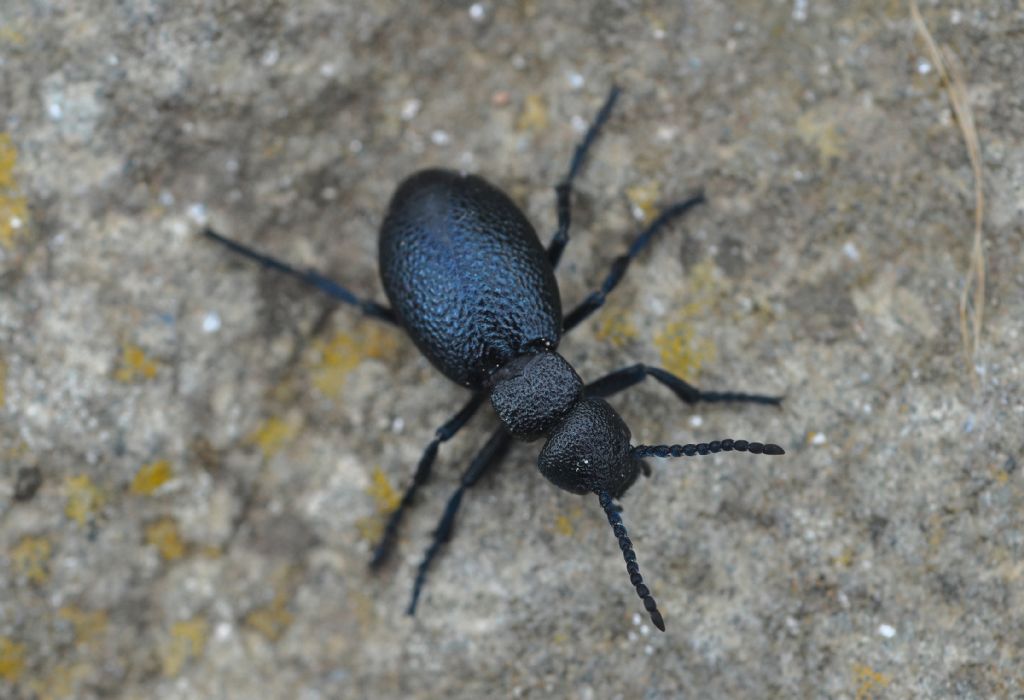 Meloidae: Meloe (Meloegonius) cicatricosus