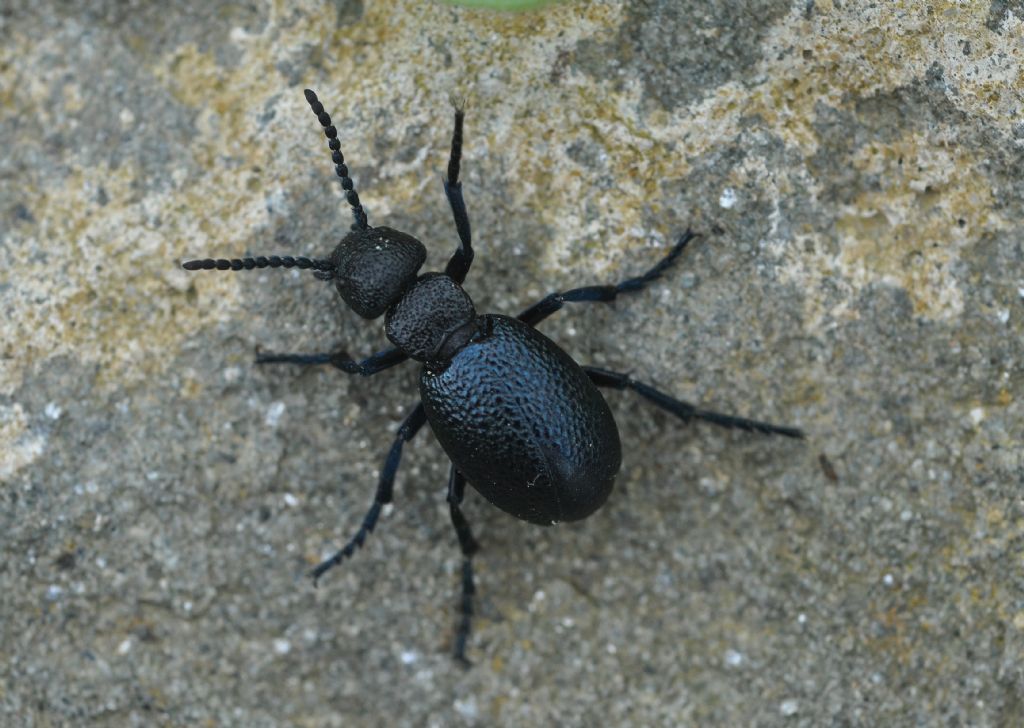 Meloidae: Meloe (Meloegonius) cicatricosus