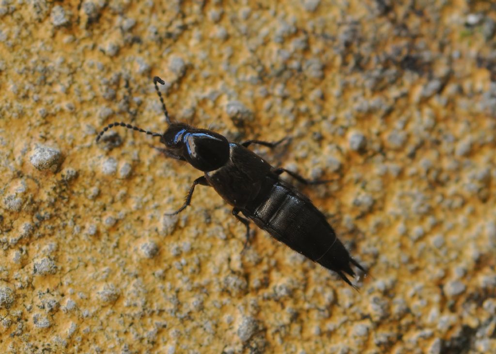 Staphylinidae: Philonthus sp.