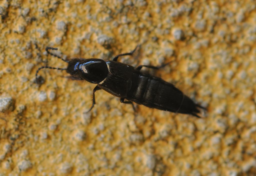 Staphylinidae: Philonthus sp.