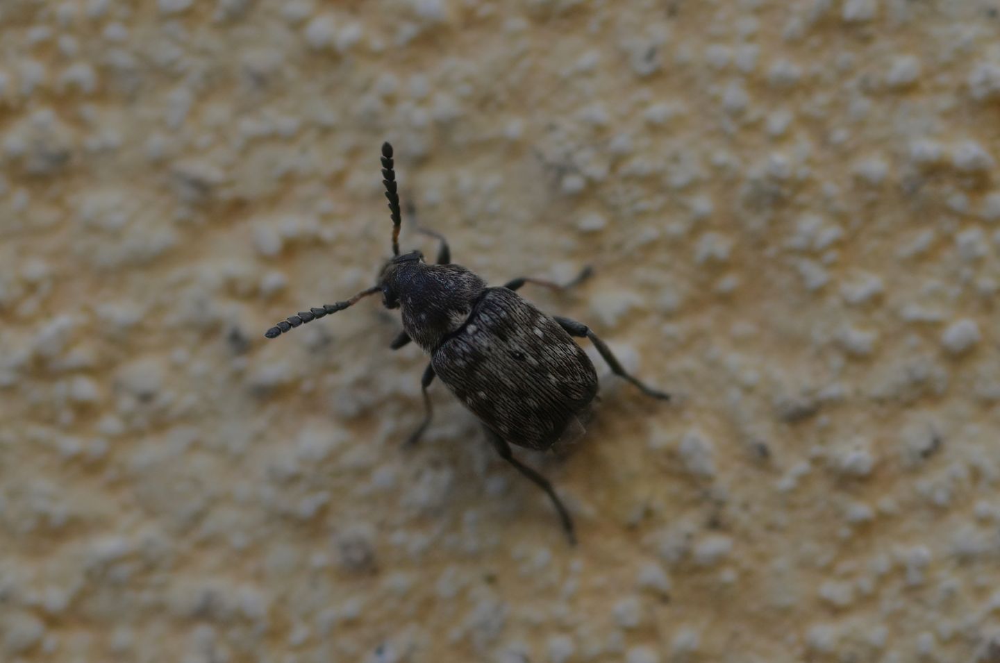 Chrysomelidae Bruchinae da id