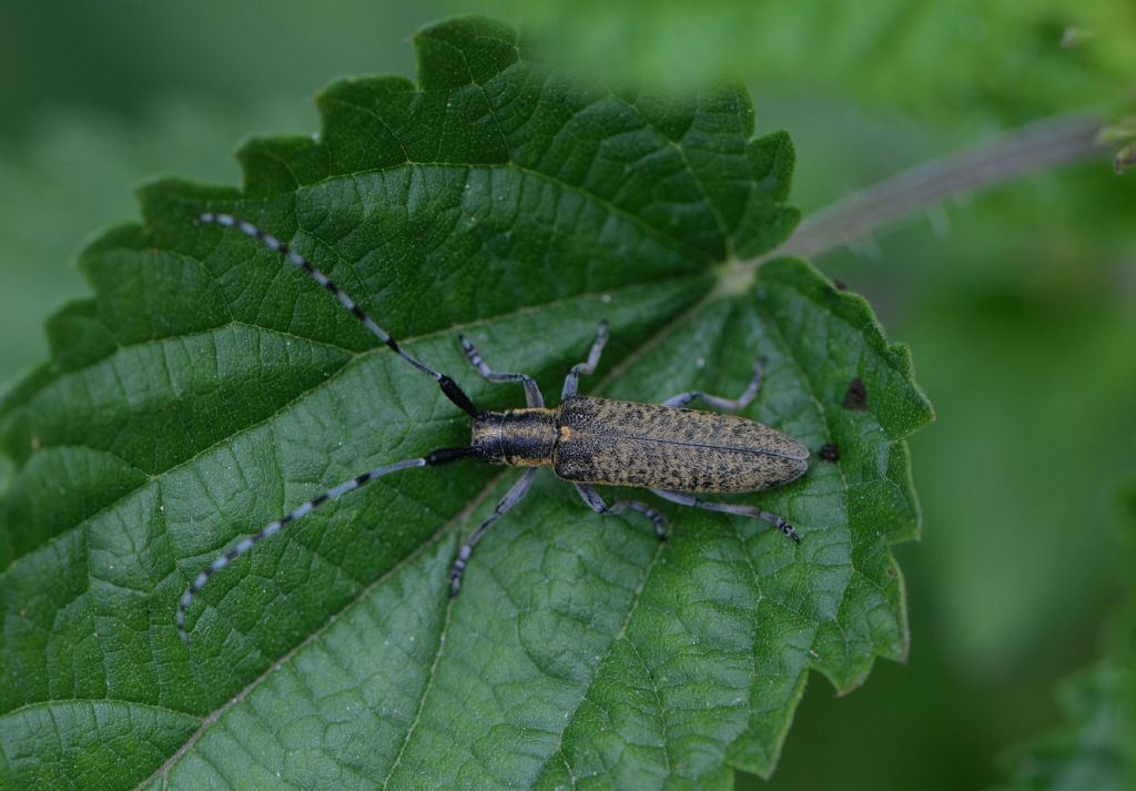 Cerambycidae: Agapanthia villosoviridescens