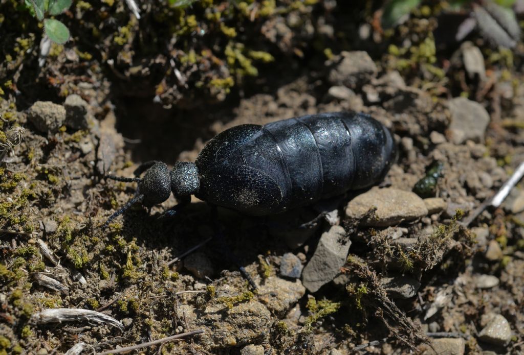 Meloidae: Meloe (Meloegonius) cicatricosus