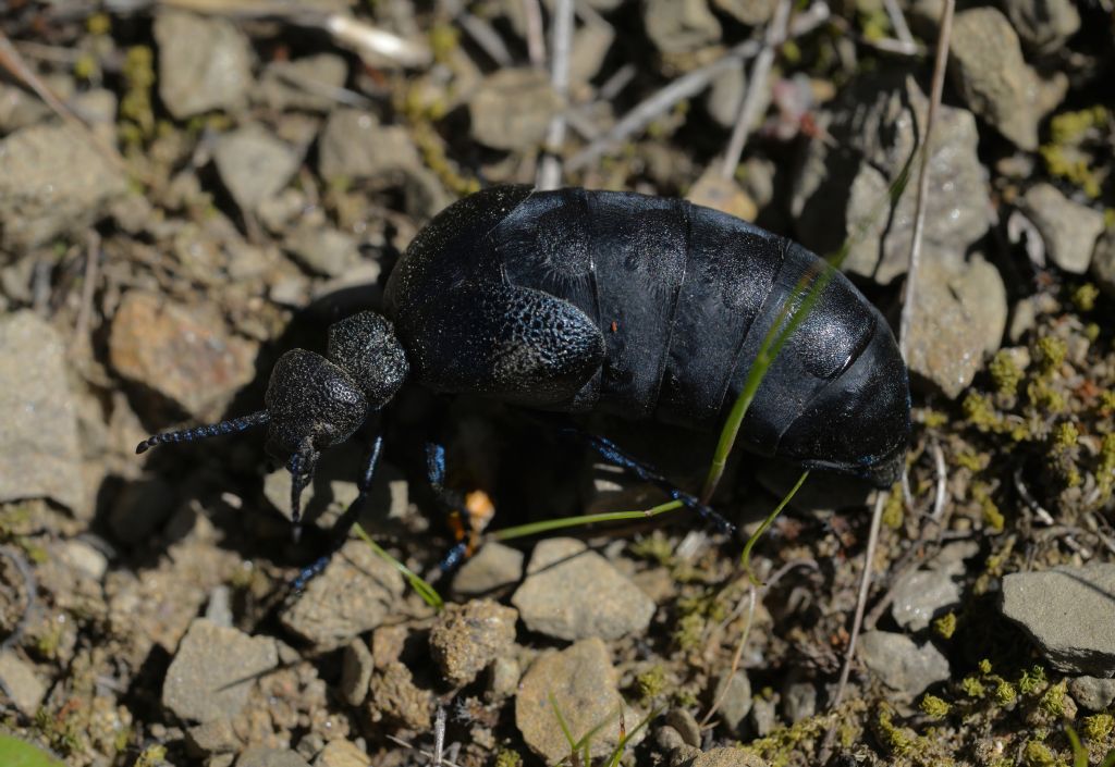 Meloidae: Meloe (Meloegonius) cicatricosus