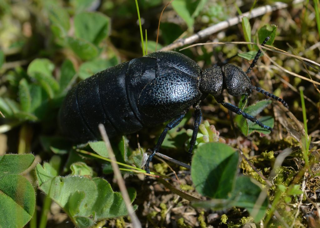 Meloidae: Meloe (Meloegonius) cicatricosus