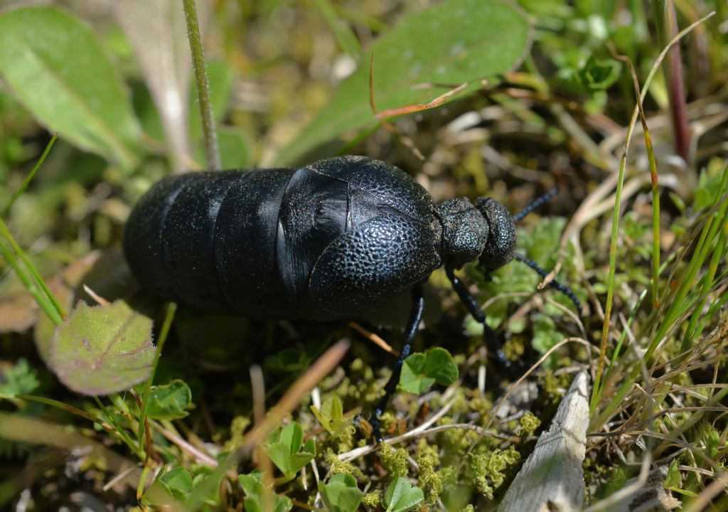 Meloidae: Meloe (Meloegonius) cicatricosus