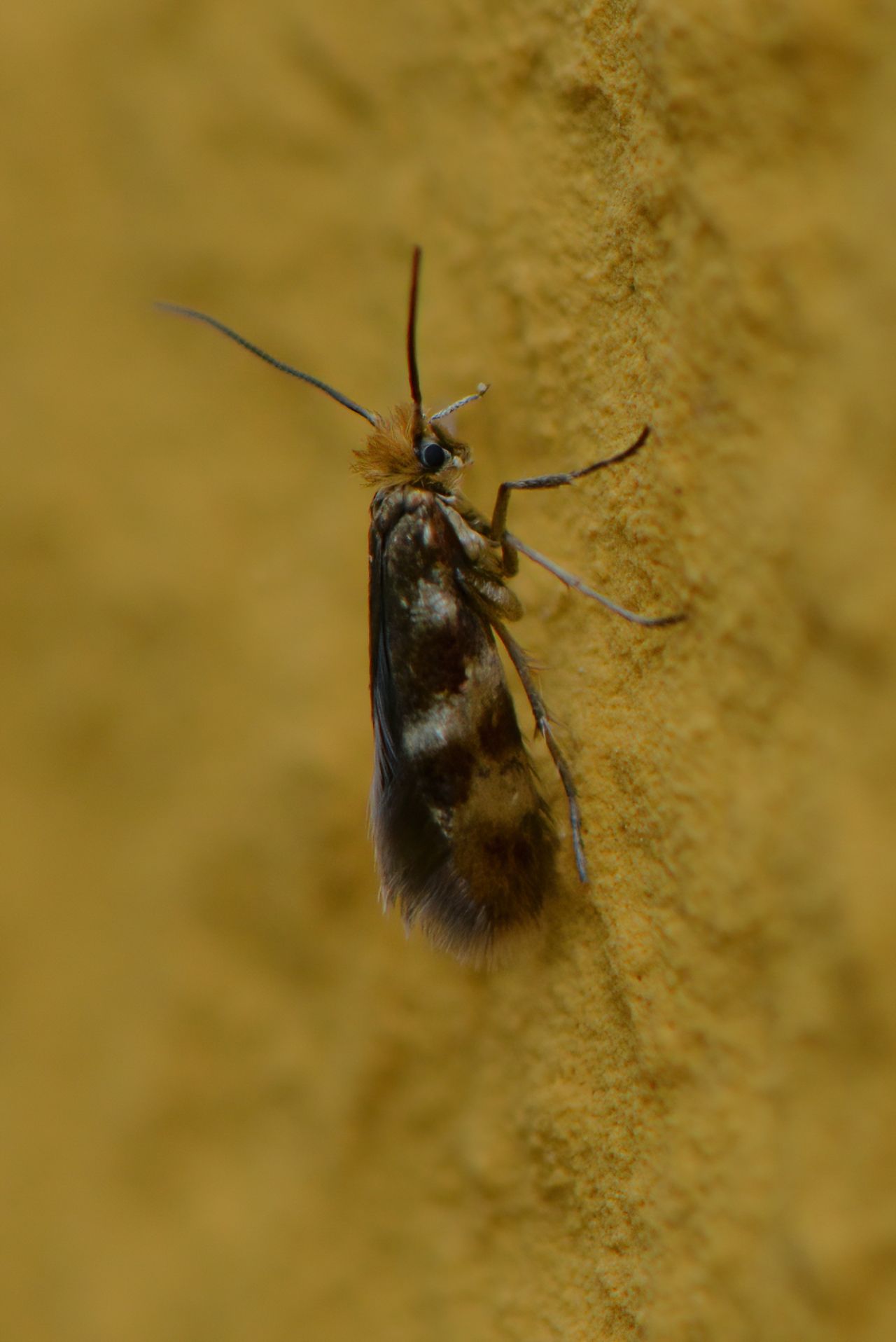 Microlepidottero da id (2) - Micropterix sp.