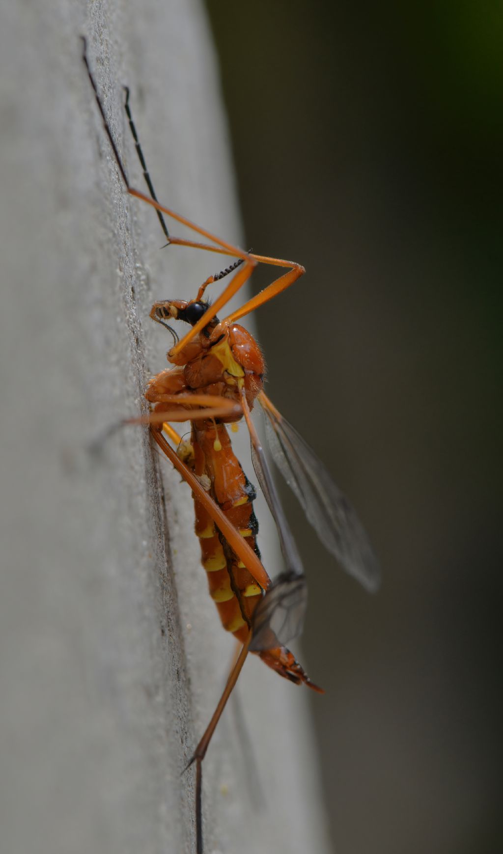 Tipulidae da confermare