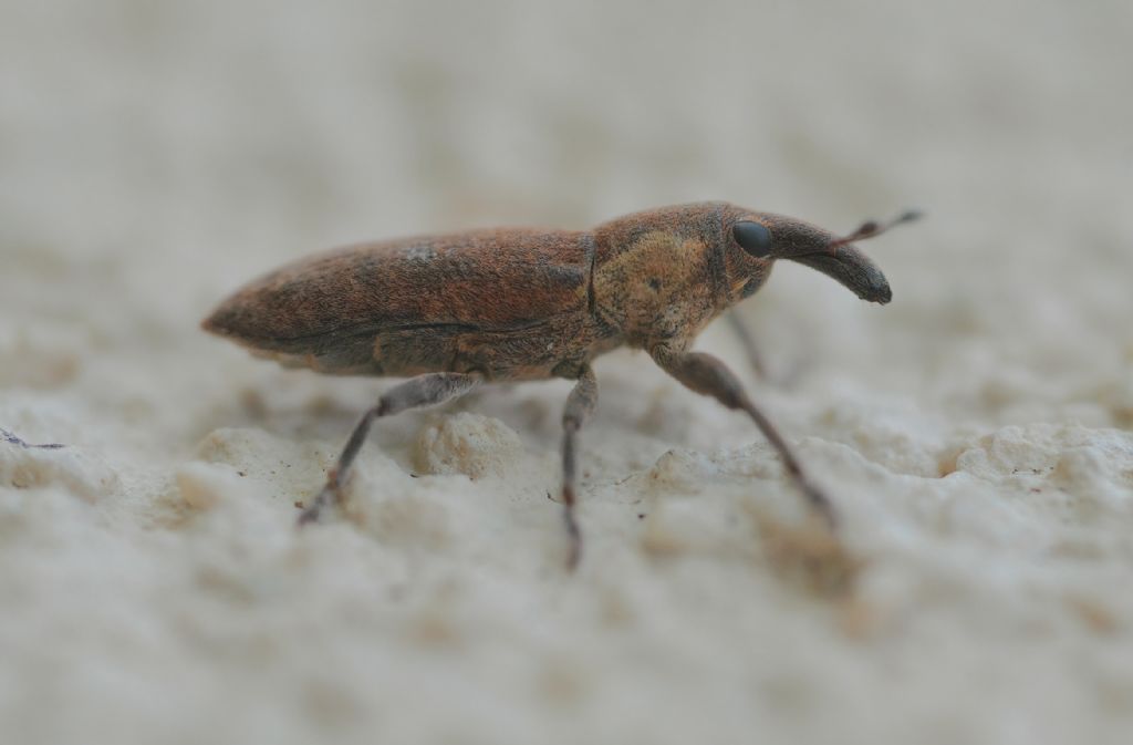 Curculionidae: Lixus?