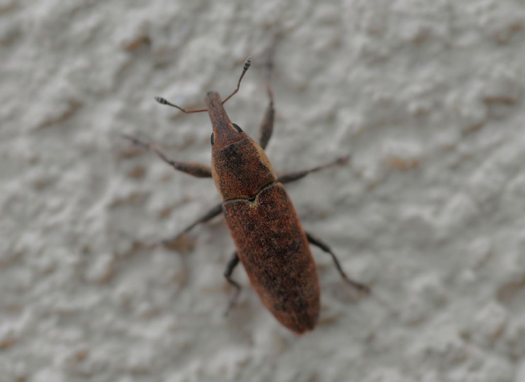 Curculionidae: Lixus?