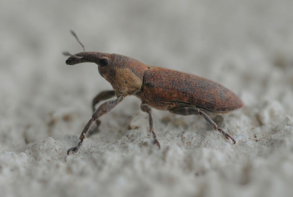 Curculionidae: Lixus?