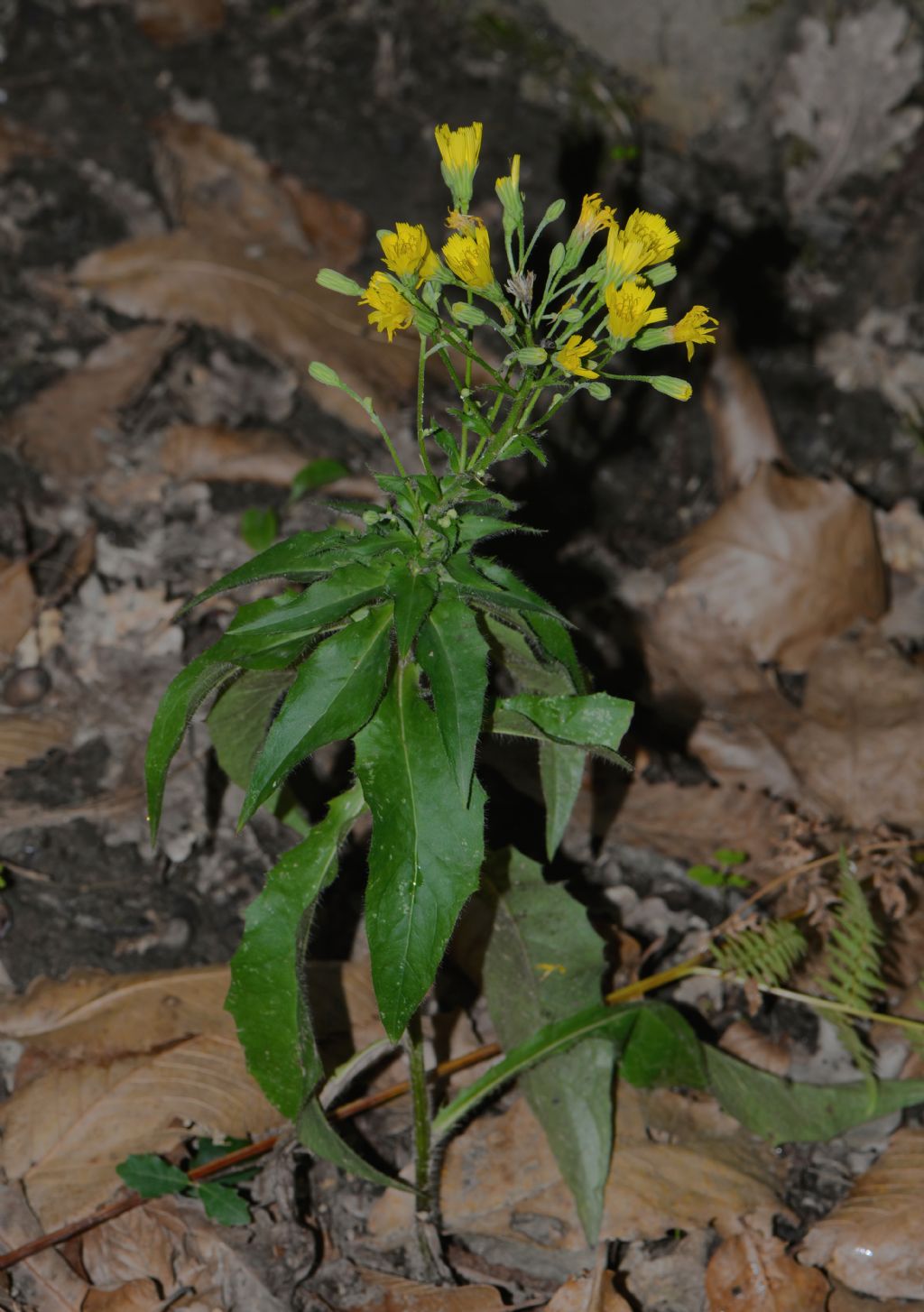 Hieracium da id