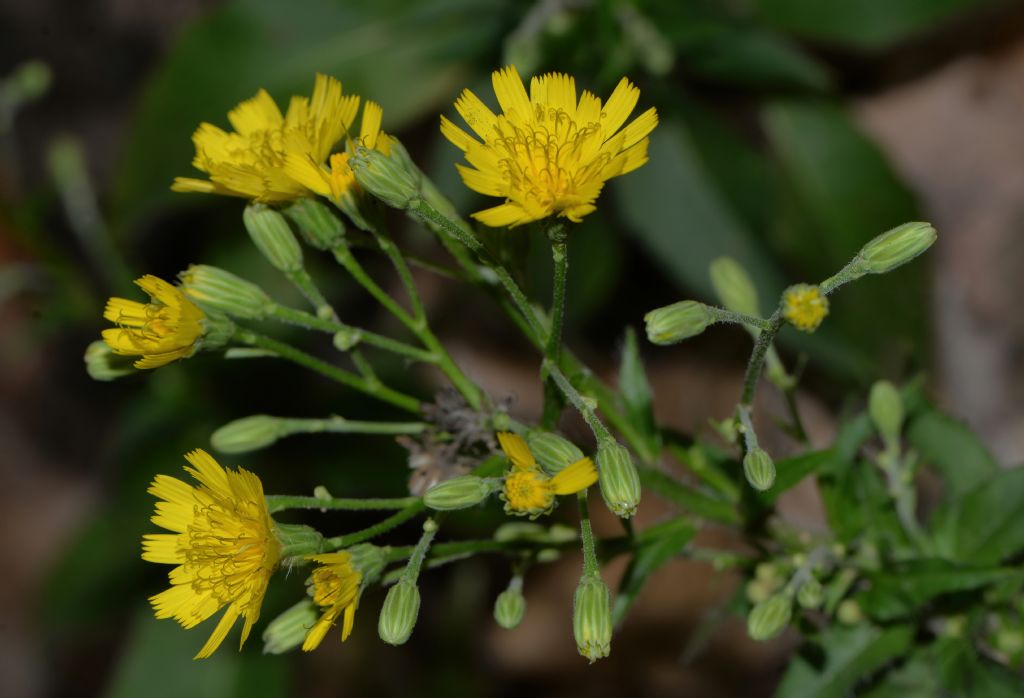 Hieracium da id