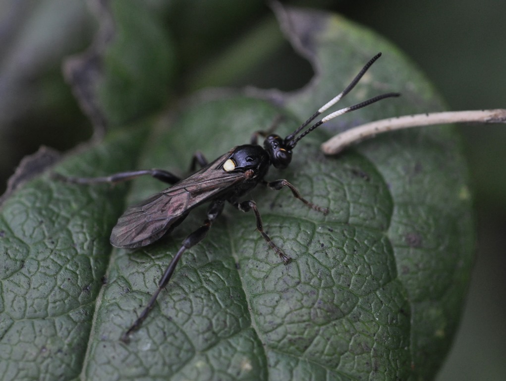 Ichneumonidae da id