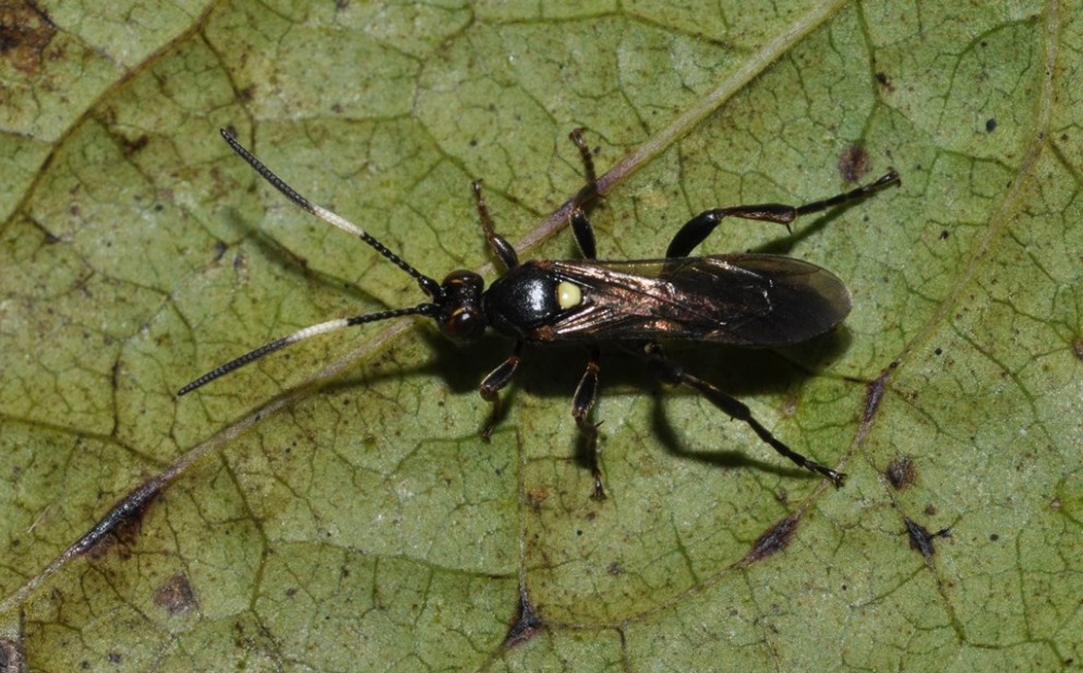 Ichneumonidae da id