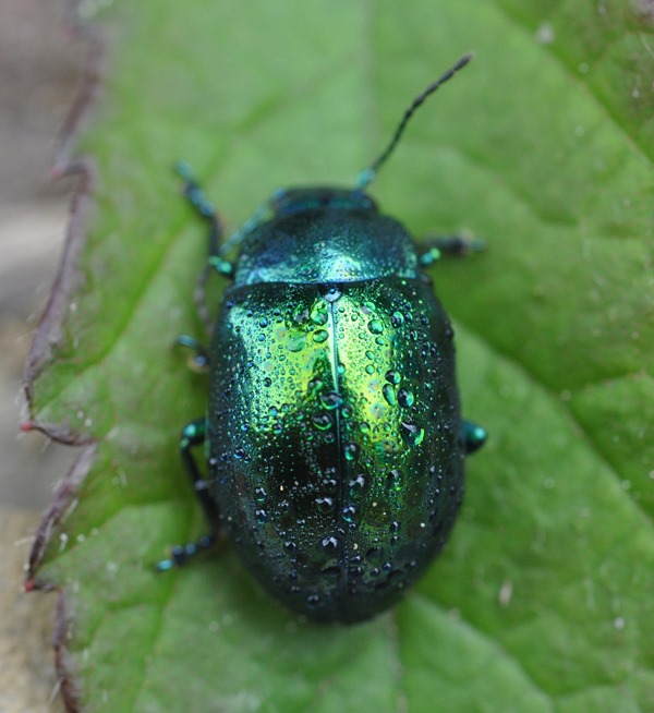 Chrysomelidae da id - Chrysolina cf. herbacea