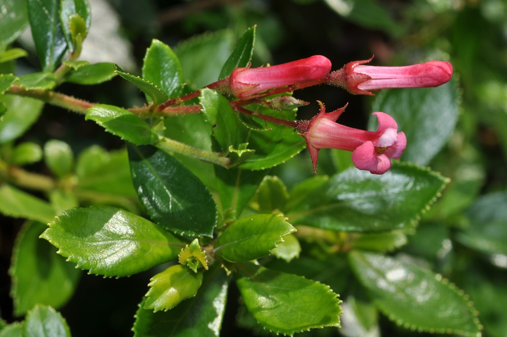 Escallonia rubra  (Escalloniaceae) - Cile