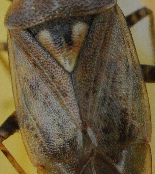 Miridae: Lygus rugulipennis della Lombardia (BG)