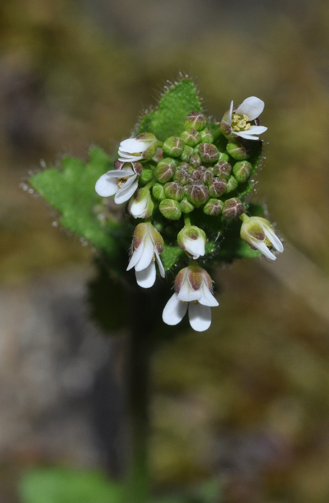 Arabis sp.  (Brassicaceae)