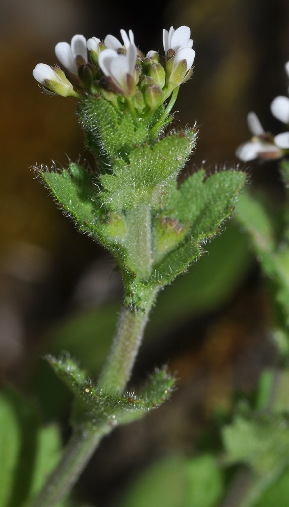 Arabis sp.  (Brassicaceae)