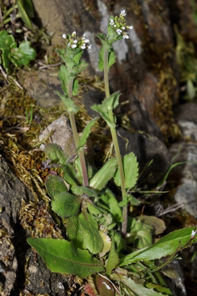 Arabis sp.  (Brassicaceae)