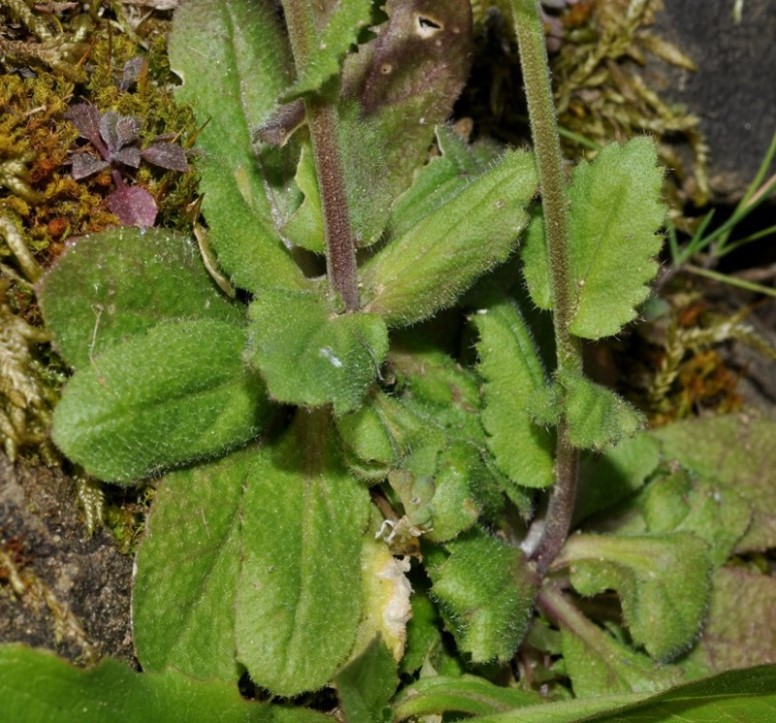 Arabis sp.  (Brassicaceae)