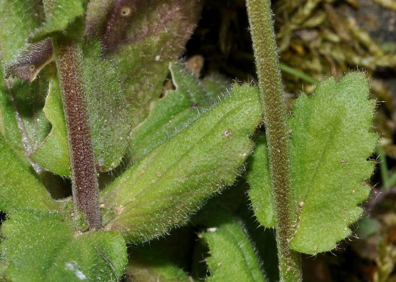 Arabis sp.  (Brassicaceae)