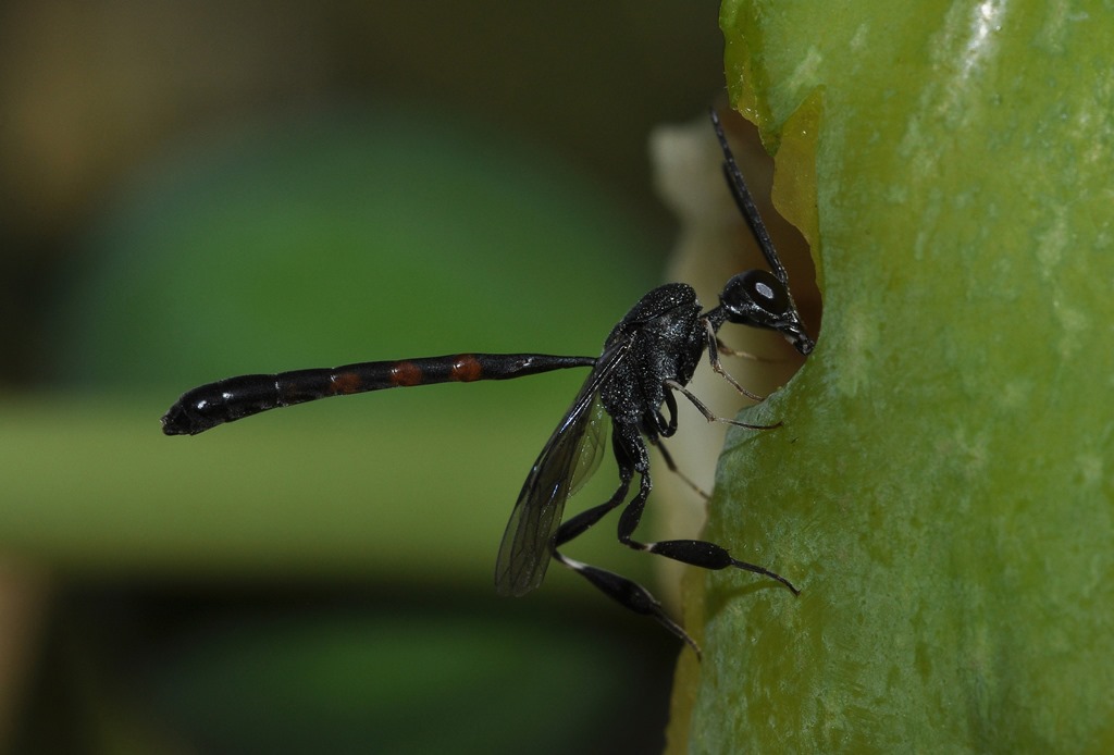 Gasteruption sp. (Gasteruptiidae)