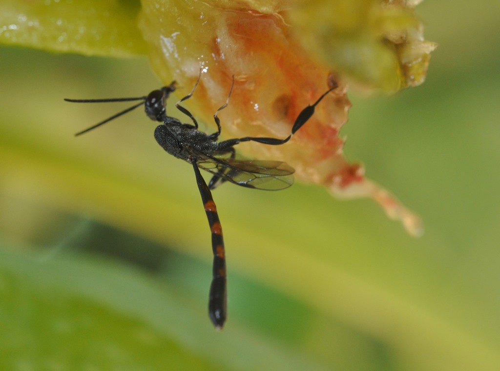 Gasteruption sp. (Gasteruptiidae)