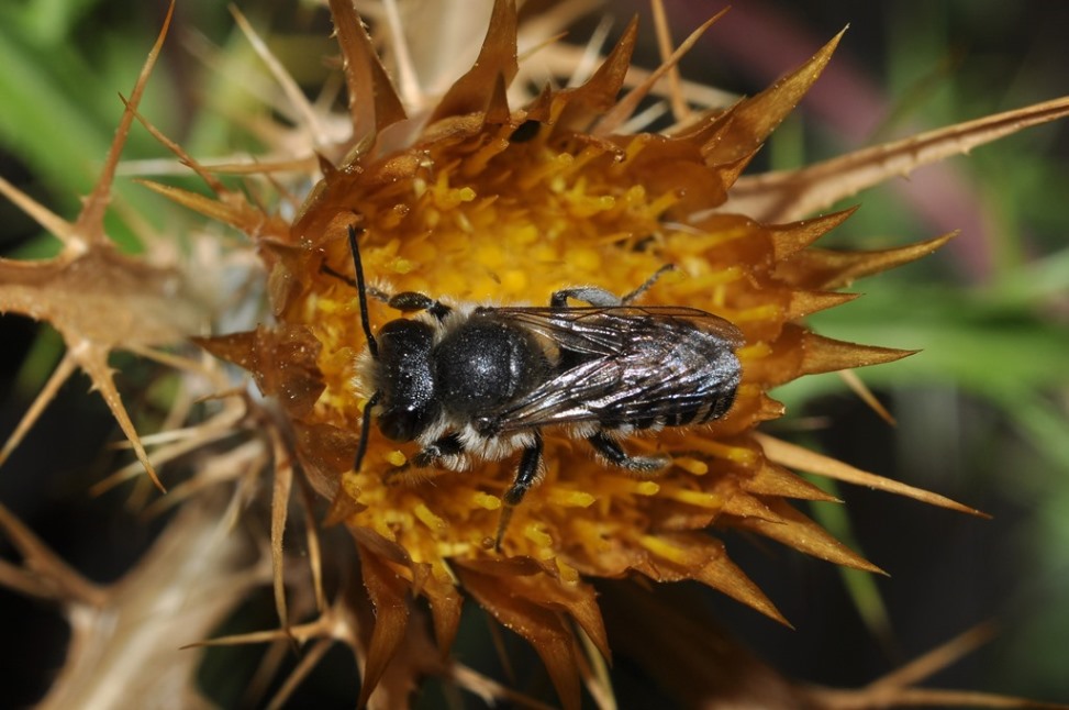 Megachile sp. ,  maschio.