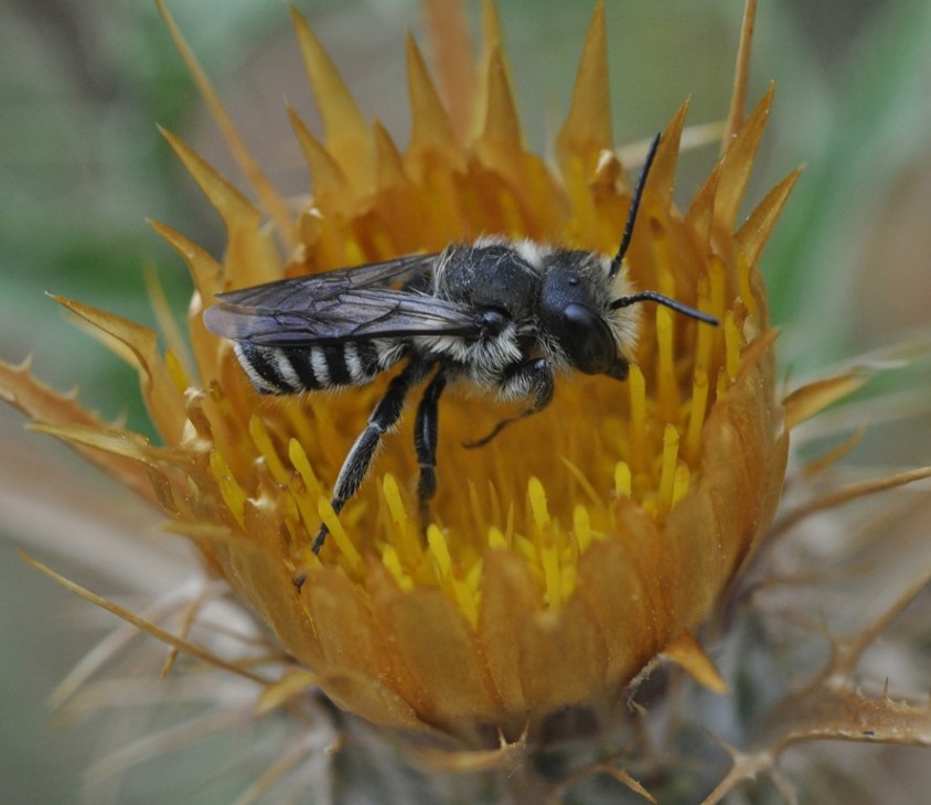 Megachile sp. ,  maschio.