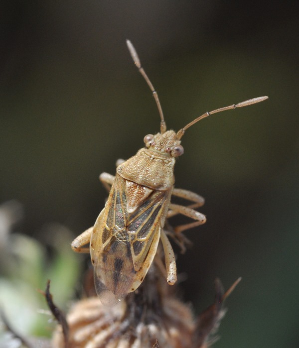 Rhopalidae:  Stictopleurus gr. abutilon/pictus