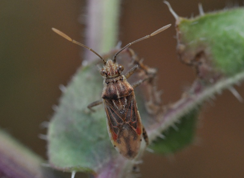 Rhopalidae:  Stictopleurus gr. abutilon/pictus