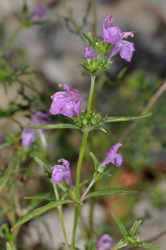 Galeopsis angustifolia / Canapetta a foglie strette