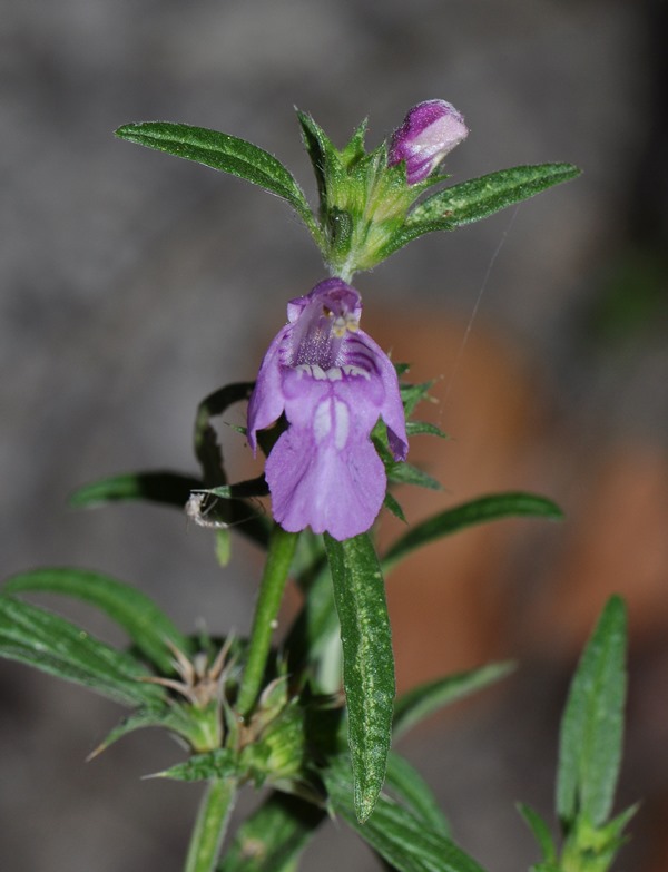 Galeopsis angustifolia / Canapetta a foglie strette