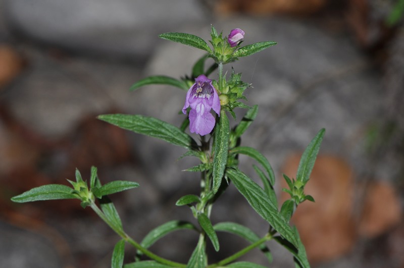 Galeopsis angustifolia / Canapetta a foglie strette