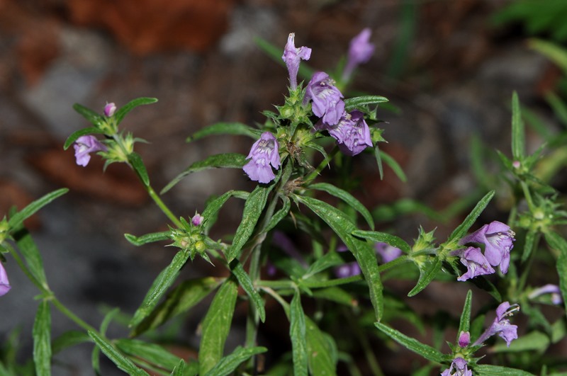 Galeopsis angustifolia / Canapetta a foglie strette