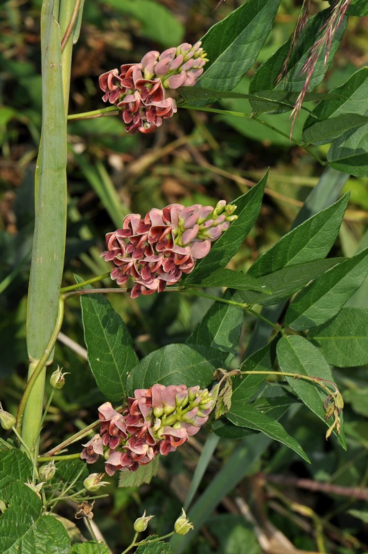 Apios americana / Glicine tuberoso