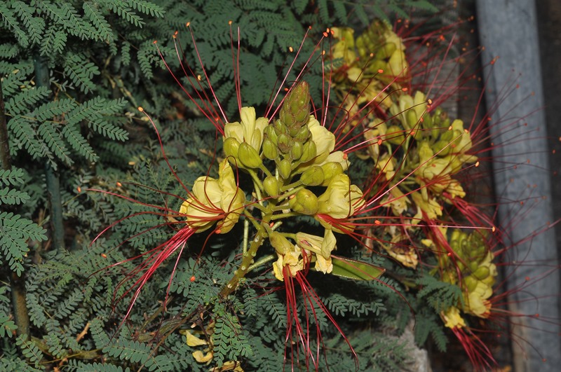 Erythrostemon gilliesii (=Caesalpinia) / Cesalpinia di Gillies