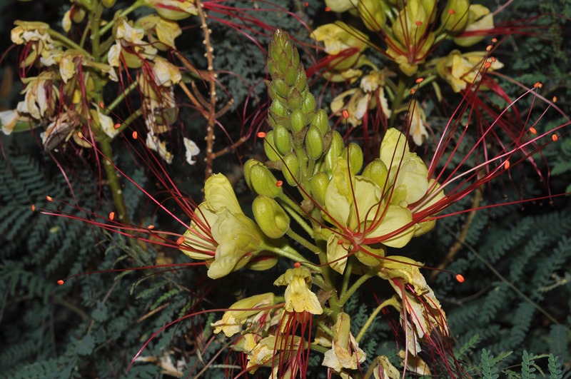 Erythrostemon gilliesii (=Caesalpinia) / Cesalpinia di Gillies