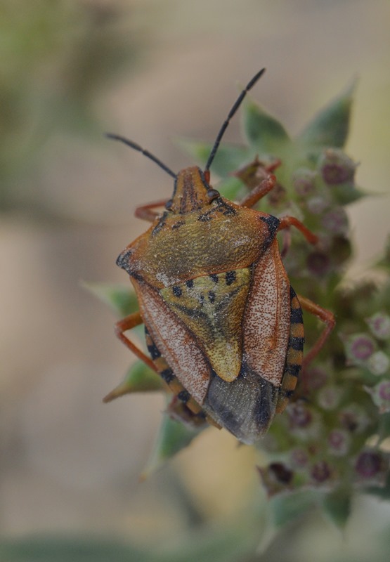 questione Carpocoris: C. mediterraneus e sue sottospecie