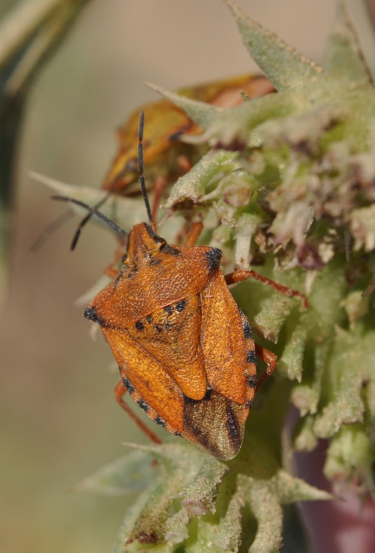 questione Carpocoris: C. mediterraneus e sue sottospecie