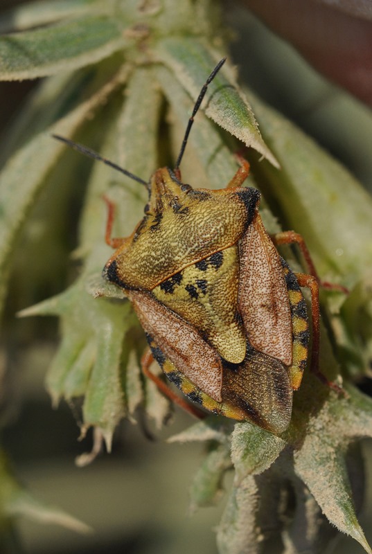 questione Carpocoris: C. mediterraneus e sue sottospecie