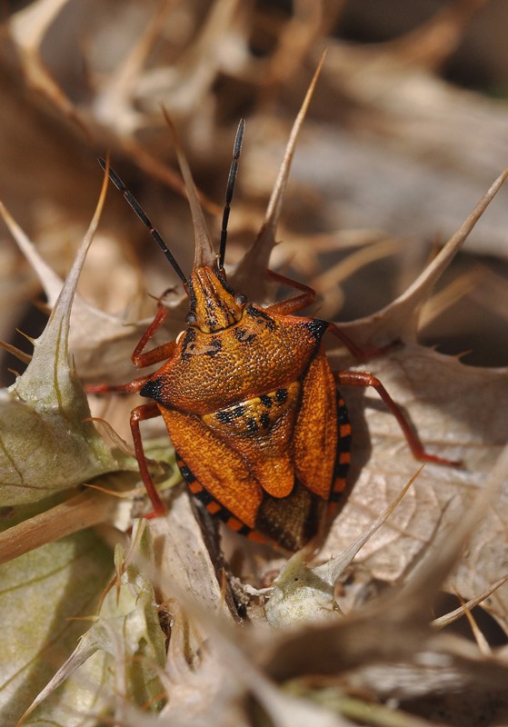 questione Carpocoris: C. mediterraneus e sue sottospecie