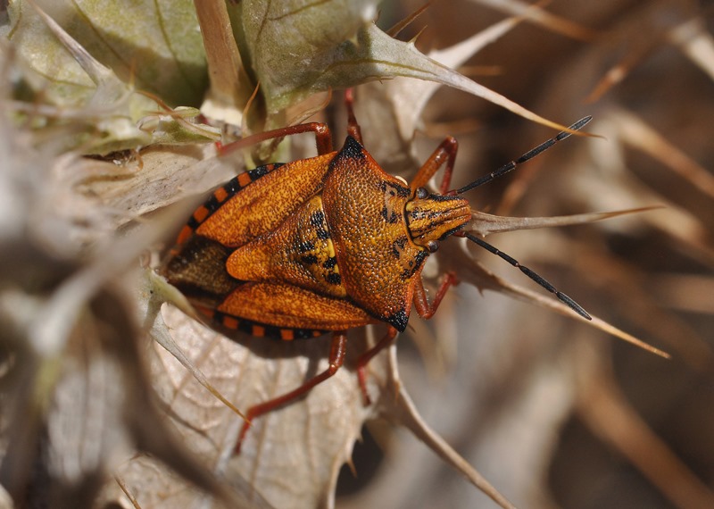 Pentatomidae: Carpocoris mediterraneus