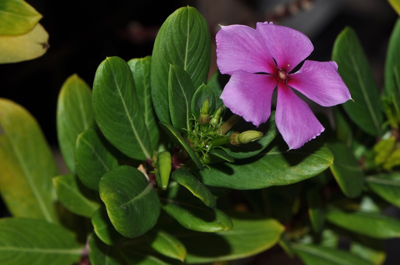 Catharanthus roseus / Pervinca rosea