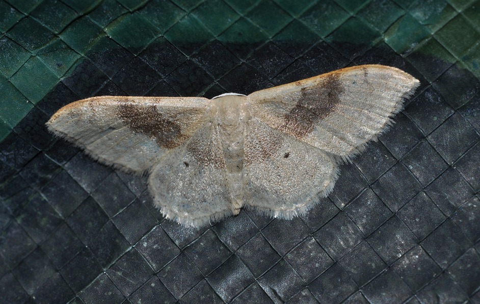 Geometridae da id (3) - Idaea degeneraria