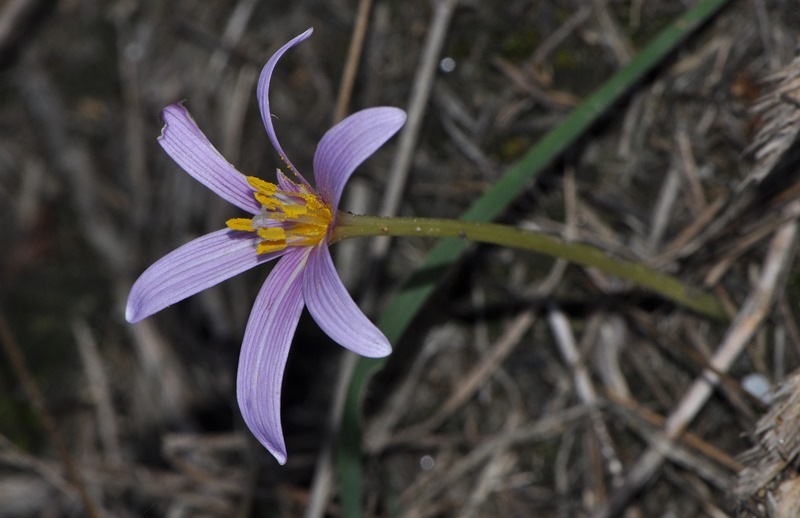 Colchicum sp. (Liliales Colchicaceae)