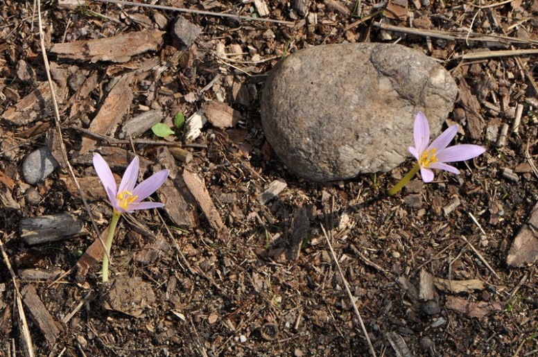 Colchicum sp. (Liliales Colchicaceae)